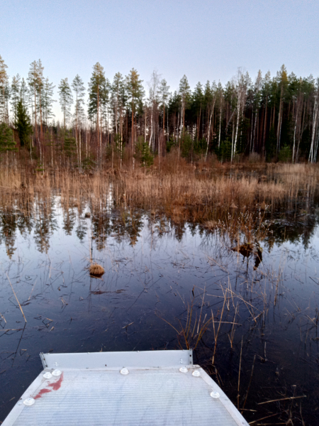 Эльфорус на болоте