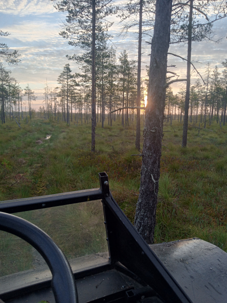 Утро на болоте