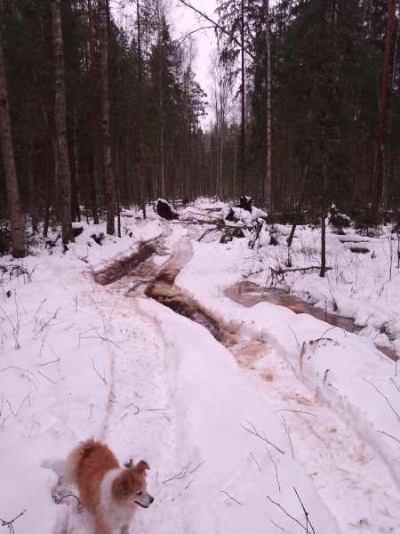 В зимнем лесу