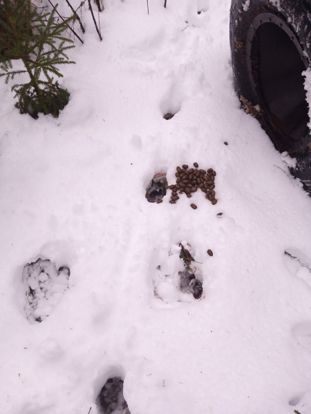 Лоси тоже гуляют